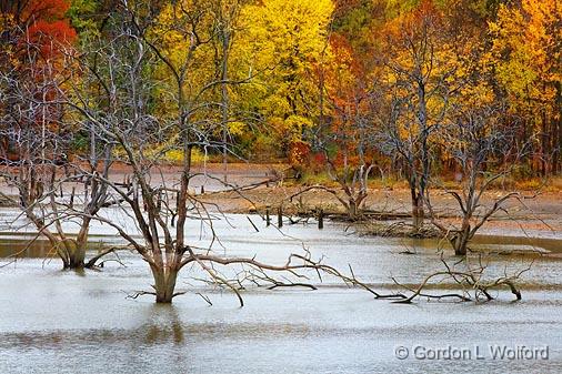 Drowned Trees_24179.jpg - Trees killed by flooding when Alum Creek Lake was created. Photographed in Delaware, Ohio, USA.